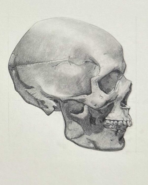 Skull | basado en dibujo de Colleen Barry